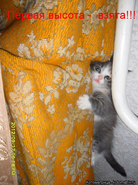Первая высота - взята!!!... Котоматрица: Первая высота - взята!!!