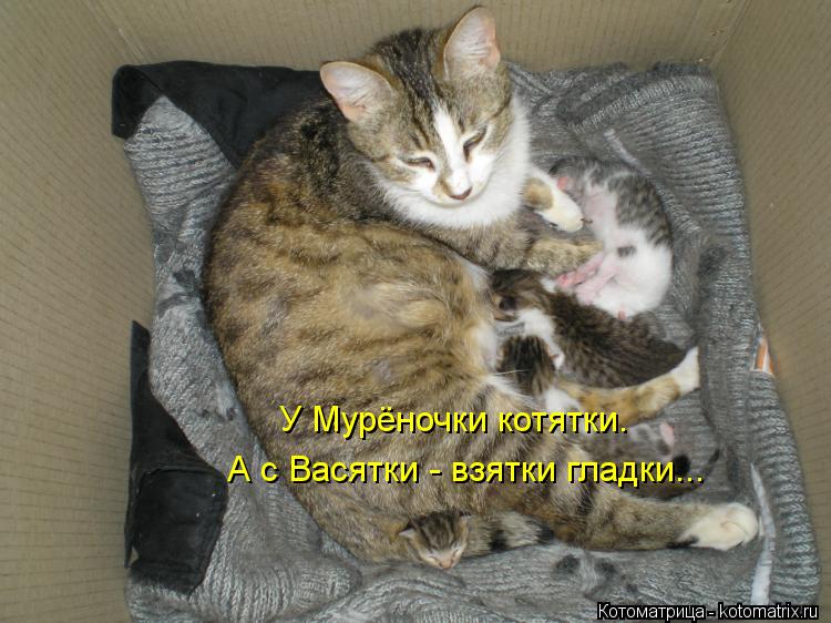 У Мурёночки котятки. А с Васятки - взятки гладки...... Котоматрица: У Мурёночки котятки. А с Васятки - взятки гладки...