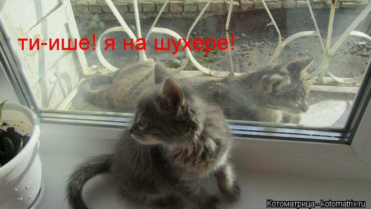 ти-ише! я на шухере!... Котоматрица: ти-ише! я на шухере!
