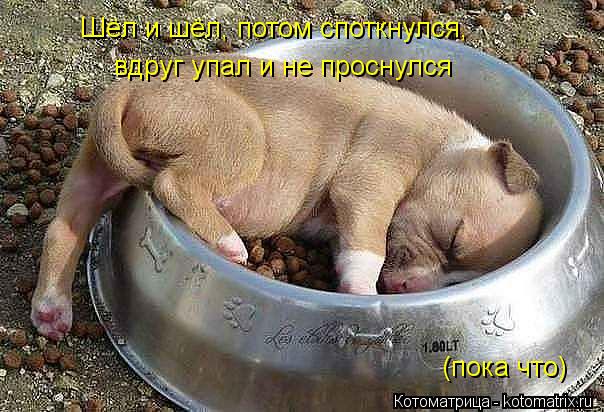 Шёл и шёл, потом споткнулся, вдруг упал и не проснулся (пока что)... Котоматрица: Шёл и шёл, потом споткнулся, вдруг упал и не проснулся (пока что)