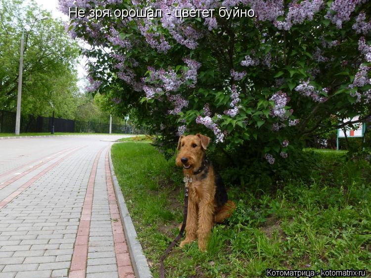 Не зря орошал - цветет буйно.... Котоматрица: Не зря орошал - цветет буйно.
