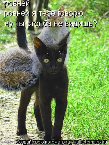 ровней ровней я тебе говорю ну ты столба не видишь?... Котоматрица: ровней ровней я тебе говорю ну ты столба не видишь?