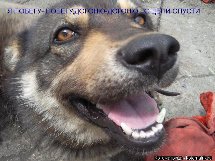 Я ПОБЕГУ- ПОБЕГУ,ДОГОНЮ-ДОГОНЮ ..С ЦЕПИ СПУСТИ... Котоматрица: Я ПОБЕГУ- ПОБЕГУ,ДОГОНЮ-ДОГОНЮ ..С ЦЕПИ СПУСТИ
