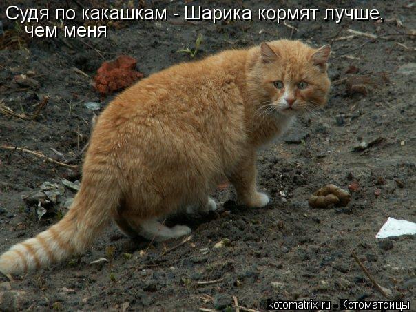 Судя по какашкам - Шарика кормят лучше, чем меня... Котоматрица: Судя по какашкам - Шарика кормят лучше, чем меня