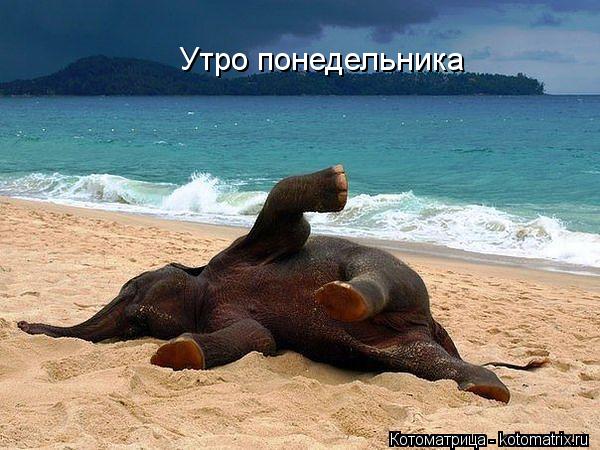 Утро понедельника... Котоматрица: Утро понедельника