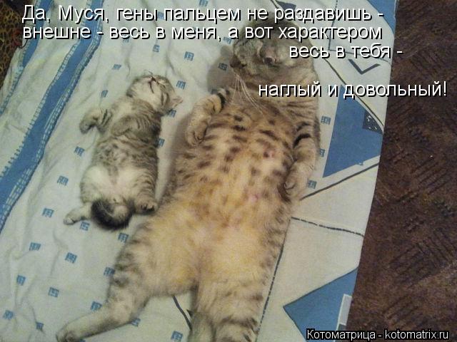 Да, Муся, гены пальцем не раздавишь - внешне - весь в меня, а вот характером весь в тебя - наглый и ... Котоматрица: Да, Муся, гены пальцем не раздавишь - внешне - весь в меня, а вот характером весь в тебя - наглый и довольный!