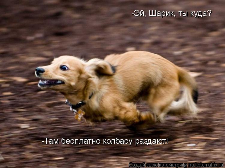 -Эй, Шарик, ты куда? -Там бесплатно колбасу раздают!... Котоматрица: -Эй, Шарик, ты куда? -Там бесплатно колбасу раздают!