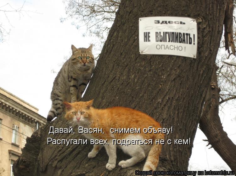 Давай, Васян, снимем объяву! Распугали всех, подраться не с кем!... Котоматрица: Давай, Васян, снимем объяву! Распугали всех, подраться не с кем!