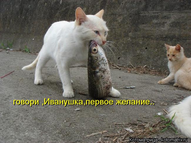 говори ,Иванушка,первое желание..... Котоматрица: говори ,Иванушка,первое желание..