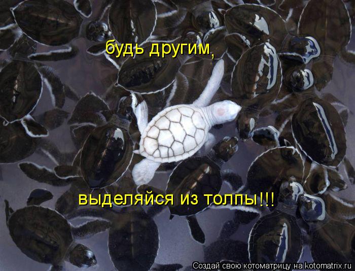 будь другим выделяйся из толпы , !!!... Котоматрица: будь другим выделяйся из толпы , !!!