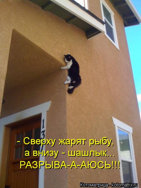 - Сверху жарят рыбу, а внизу - шашлык... РАЗРЫВА-А-АЮСЬ!!!... Котоматрица: - Сверху жарят рыбу, а внизу - шашлык... РАЗРЫВА-А-АЮСЬ!!!