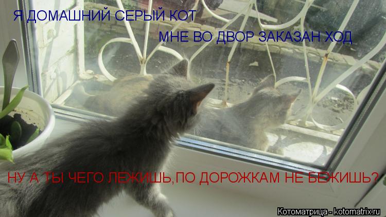 Я ДОМАШНИЙ СЕРЫЙ КОТ МНЕ ВО ДВОР ЗАКАЗАН ХОД НУ А ТЫ ЧЕГО ЛЕЖИШЬ,ПО ДОРОЖКАМ НЕ БЕЖИШЬ?... Котоматрица: Я ДОМАШНИЙ СЕРЫЙ КОТ МНЕ ВО ДВОР ЗАКАЗАН ХОД НУ А ТЫ ЧЕГО ЛЕЖИШЬ,ПО ДОРОЖКАМ НЕ БЕЖИШЬ?