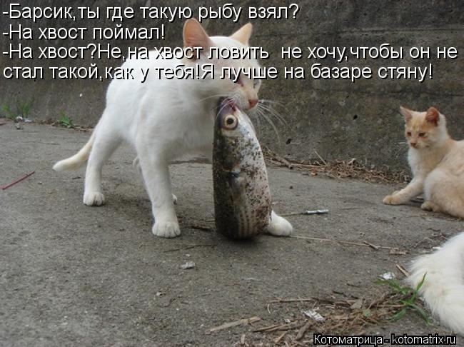 -Барсик,ты где такую рыбу взял? -На хвост поймал! -На хвост?Не,на хвост ловить не хочу,чтобы он не с... Котоматрица: -Барсик,ты где такую рыбу взял? -На хвост поймал! -На хвост?Не,на хвост ловить не хочу,чтобы он не стал такой,как у тебя!Я лучше на базаре стяну