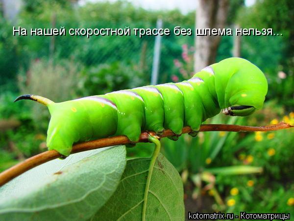 На нашей скоростной трассе без шлема нельзя...... Котоматрица: На нашей скоростной трассе без шлема нельзя...