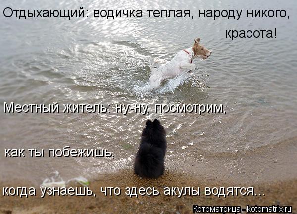 Местный житель: ну-ну, посмотрим, как ты побежишь, когда узнаешь, что здесь акулы водятся... красота!... Котоматрица: Местный житель: ну-ну, посмотрим, как ты побежишь, когда узнаешь, что здесь акулы водятся... красота! Отдыхающий: водичка теплая, народу никог