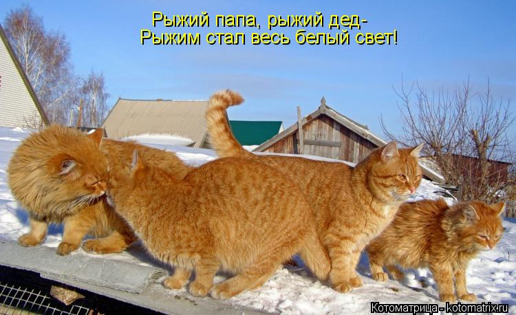 Рыжий папа, рыжий дед- Рыжий папа, рыжий дед- Рыжим стал весь белый свет!... Котоматрица: Рыжий папа, рыжий дед- Рыжий папа, рыжий дед- Рыжим стал весь белый свет!