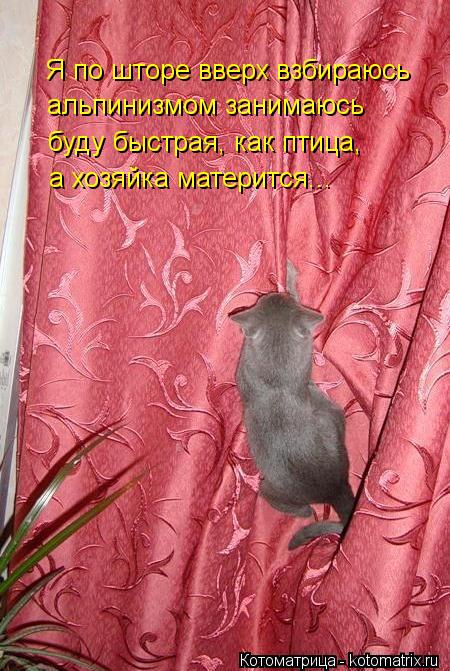 альпинизмом занимаюсь Я по шторе вверх взбираюсь буду быстрая, как птица, а хозяйка матерится...... Котоматрица: альпинизмом занимаюсь Я по шторе вверх взбираюсь буду быстрая, как птица, а хозяйка матерится...