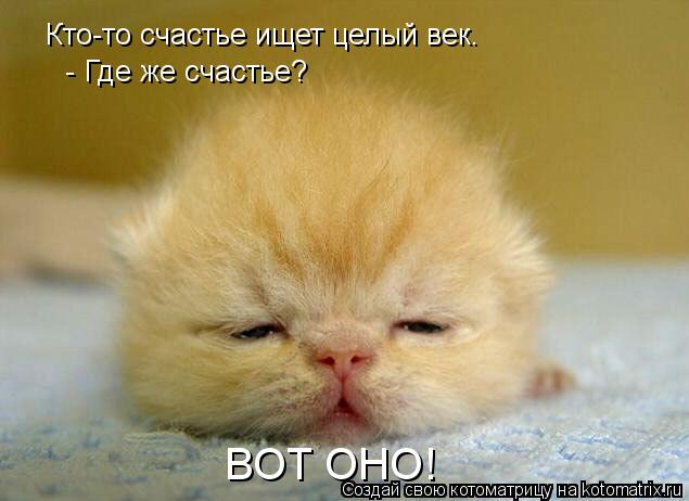 Кто-то счастье ищет целый век. - Где же счастье? ВОТ ОНО!... Котоматрица: Кто-то счастье ищет целый век. - Где же счастье? ВОТ ОНО!