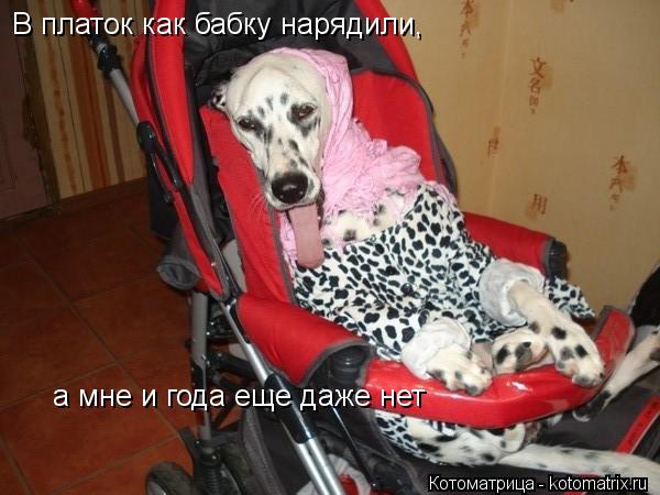 В платок как бабку нарядили, а мне и года еще даже нет... Котоматрица: В платок как бабку нарядили, а мне и года еще даже нет