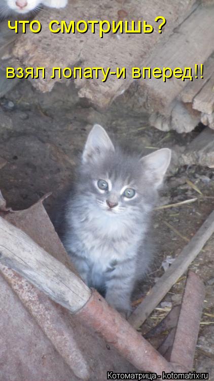 что смотришь? взял лопату-и вперед!!... Котоматрица: что смотришь? взял лопату-и вперед!!