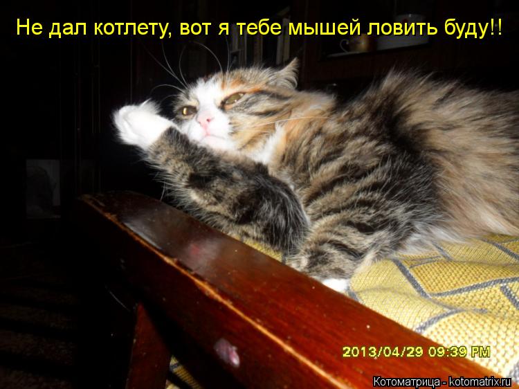 Не дал котлету, вот я тебе мышей ловить буду!!... Котоматрица: Не дал котлету, вот я тебе мышей ловить буду!!