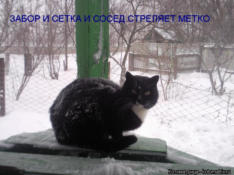 ЗАБОР И СЕТКА И СОСЕД СТРЕЛЯЕТ МЕТКО... Котоматрица: ЗАБОР И СЕТКА И СОСЕД СТРЕЛЯЕТ МЕТКО