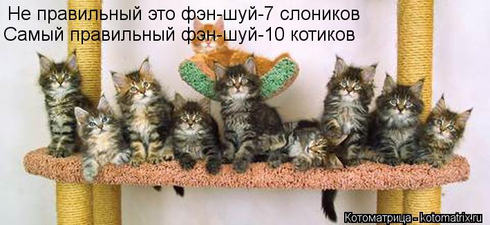 Не правильный это фэн-шуй-7 слоников Самый правильный фэн-шуй-10 котиков... Котоматрица: Не правильный это фэн-шуй-7 слоников Самый правильный фэн-шуй-10 котиков