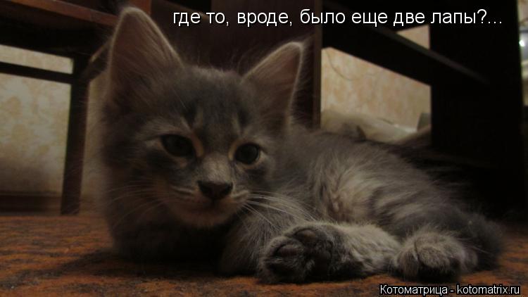 где то, вроде, было еще две лапы?...... Котоматрица: где то, вроде, было еще две лапы?...