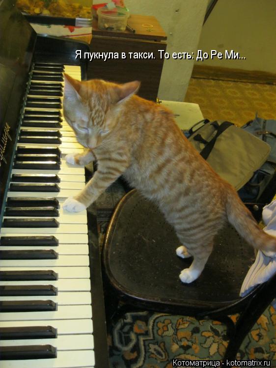 Я пукнула в такси. То есть: До Ре Ми...... Котоматрица: Я пукнула в такси. То есть: До Ре Ми...