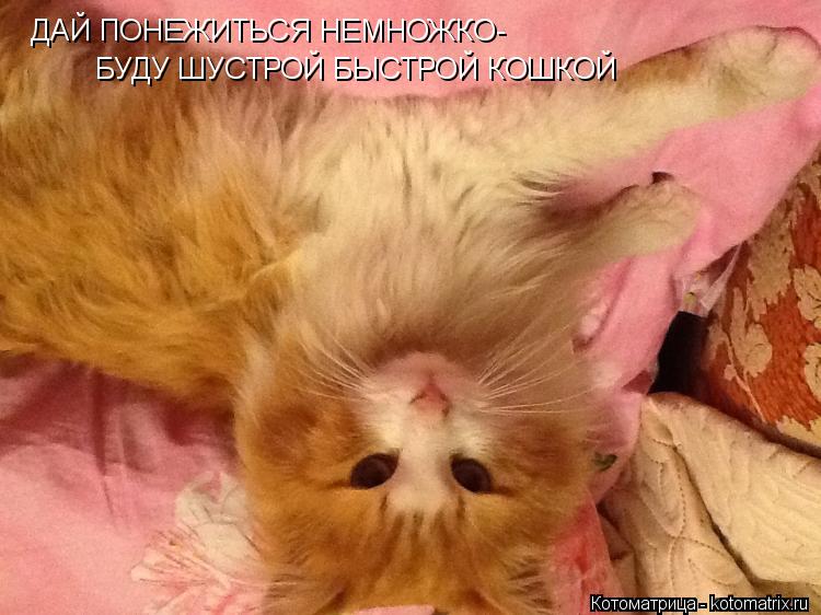 ДАЙ ПОНЕЖИТЬСЯ НЕМНОЖКО- БУДУ ШУСТРОЙ БЫСТРОЙ КОШКОЙ... Котоматрица: ДАЙ ПОНЕЖИТЬСЯ НЕМНОЖКО- БУДУ ШУСТРОЙ БЫСТРОЙ КОШКОЙ
