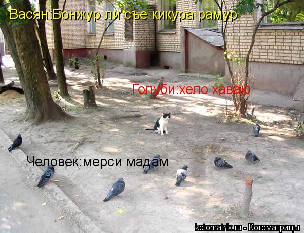 Васян:Бонжур ли съе кикура рамур Голуби:хело хаваю Человек:мерси мадам... Котоматрица: Васян:Бонжур ли съе кикура рамур Голуби:хело хаваю Человек:мерси мадам