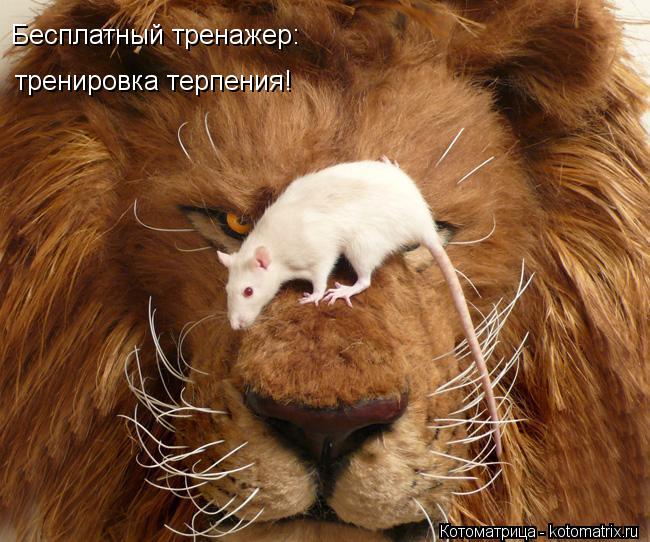 Бесплатный тренажер: тренировка терпения!... Котоматрица: Бесплатный тренажер: тренировка терпения!
