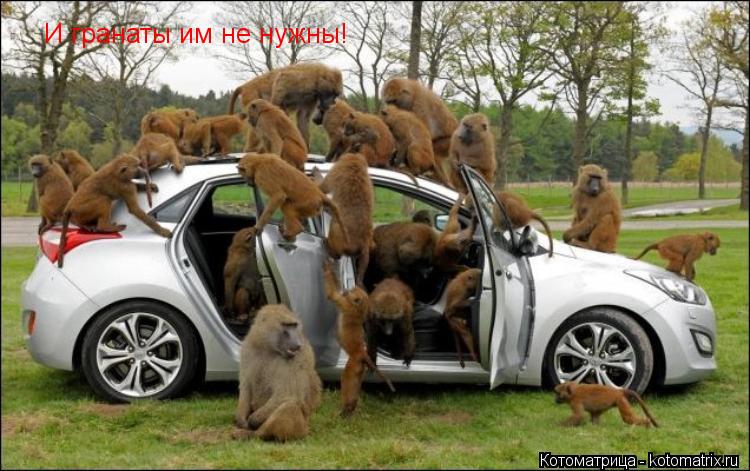 И гранаты им не нужны!... Котоматрица: И гранаты им не нужны!