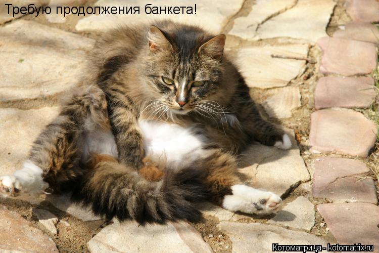 Требую продолжения банкета!... Котоматрица: Требую продолжения банкета!