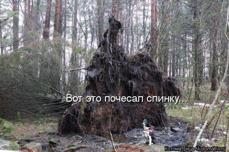 Вот это почесал спинку...... Котоматрица: Вот это почесал спинку...