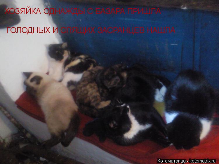 ХОЗЯЙКА ОДНАЖДЫ С БАЗАРА ПРИШЛА ГОЛОДНЫХ И СПЯЩИХ ЗАСРАНЦЕВ НАШЛА... Котоматрица: ХОЗЯЙКА ОДНАЖДЫ С БАЗАРА ПРИШЛА ГОЛОДНЫХ И СПЯЩИХ ЗАСРАНЦЕВ НАШЛА