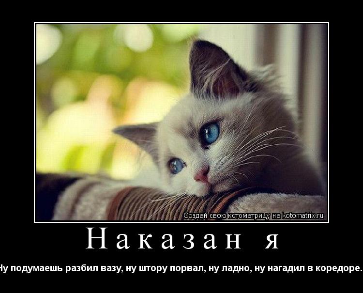 Котоматрица: Наказан я Ну подумаешь разбил вазу, ну штору порвал, ну ладно, ну нагадил в коредоре...