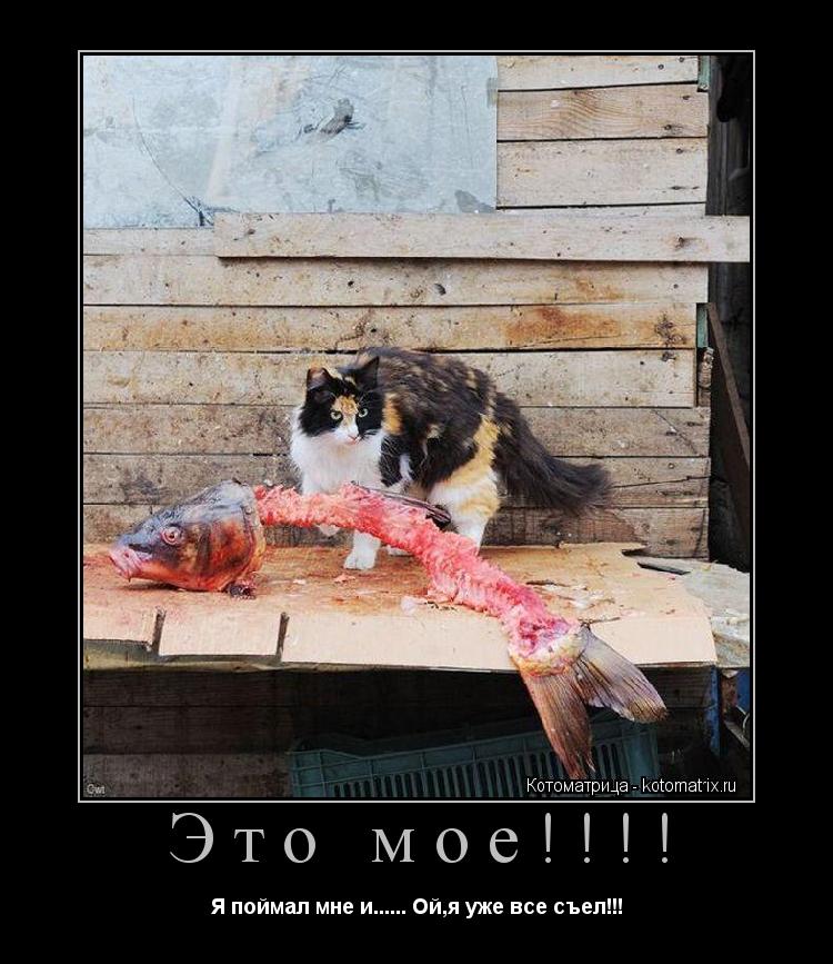 Это мое!!!! Я поймал мне и...... Ой,я уже все съел!!!... Котоматрица: Это мое!!!! Я поймал мне и...... Ой,я уже все съел!!!