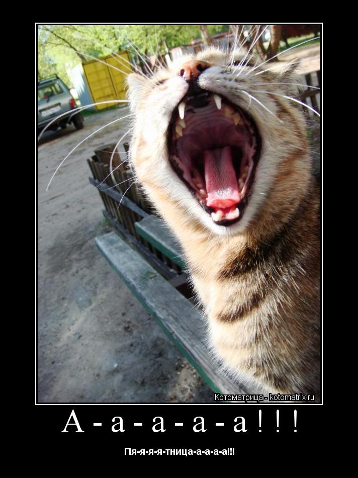 А-а-а-а-а!!! Пя-я-я-я-тница-а-а-а-а!!!... Котоматрица: А-а-а-а-а!!! Пя-я-я-я-тница-а-а-а-а!!!