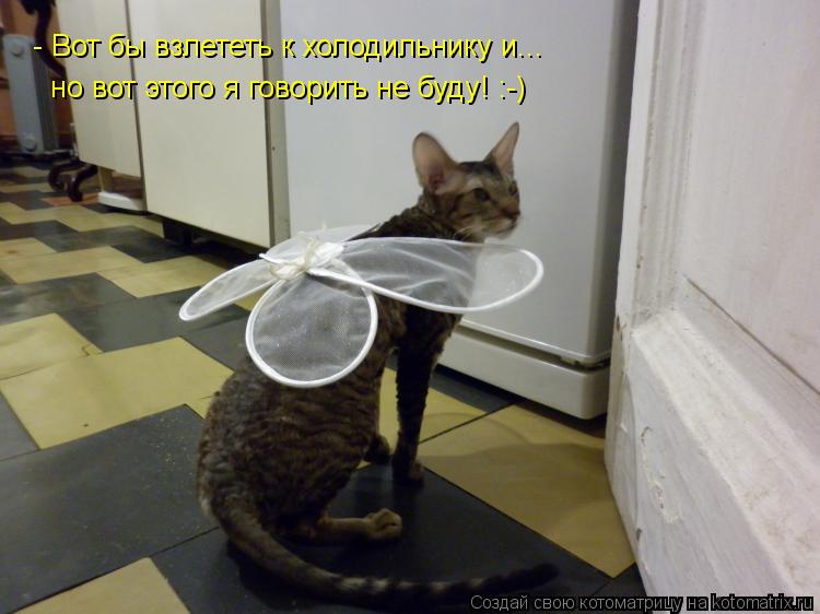 - Вот бы взлететь к холодильнику и... но вот этого я говорить не буду! :-)... Котоматрица: - Вот бы взлететь к холодильнику и... но вот этого я говорить не буду! :-)