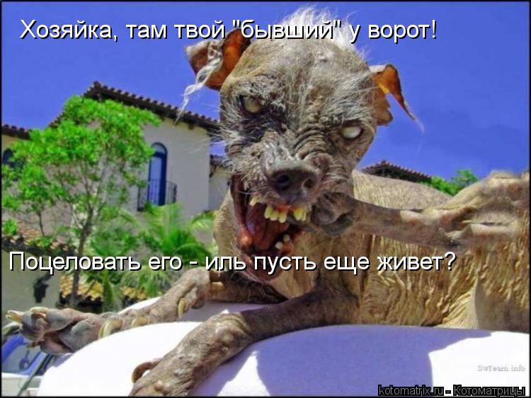 Котоматрица: Хозяйка, там твой "бывший" у ворот! Поцеловать его - иль пусть еще живет?