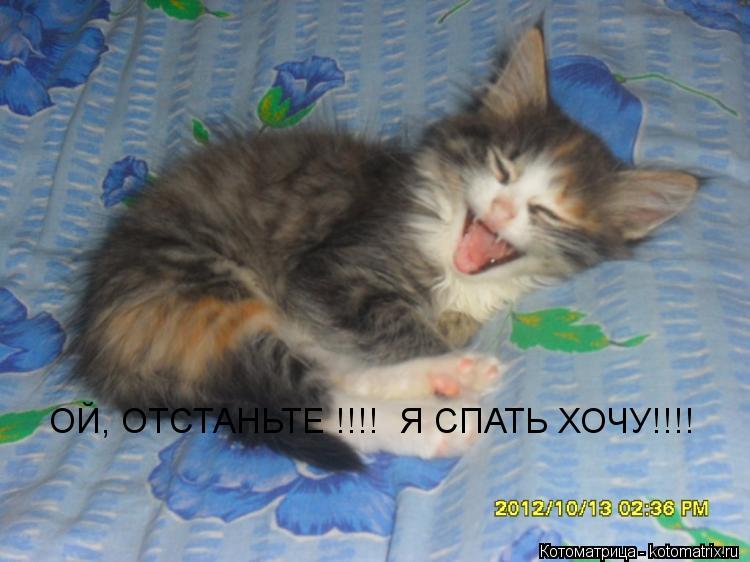 ОЙ, ОТСТАНЬТЕ !!!! Я СПАТЬ ХОЧУ!!!!... Котоматрица: ОЙ, ОТСТАНЬТЕ !!!! Я СПАТЬ ХОЧУ!!!!