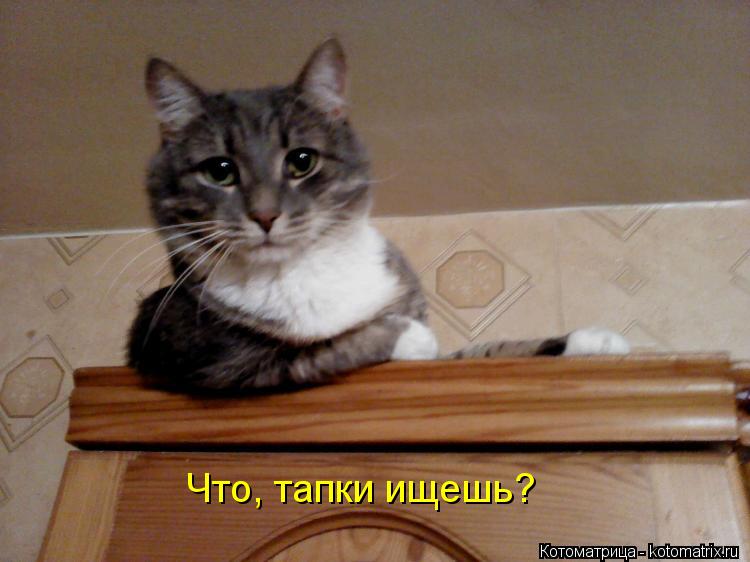 Котоматрица: Что, тапки ищешь?