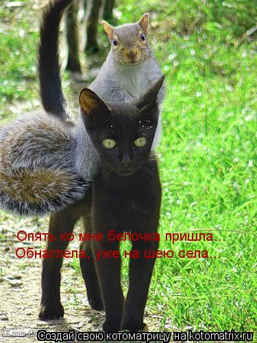 Опять ко мне белочка пришла... Обнаглела, уже на шею села...... Котоматрица: Опять ко мне белочка пришла... Обнаглела, уже на шею села...