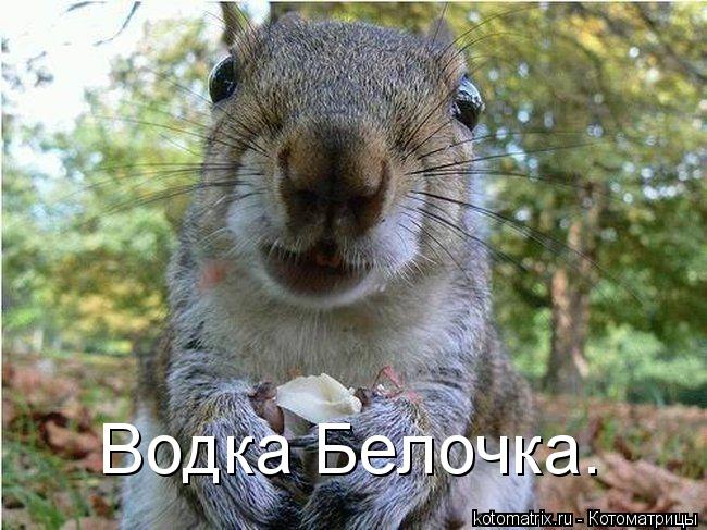 Водка Белочка.... Котоматрица: Водка Белочка.