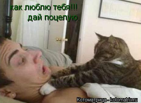 как люблю тебя!!! дай поцелую.... Котоматрица: как люблю тебя!!! дай поцелую.
