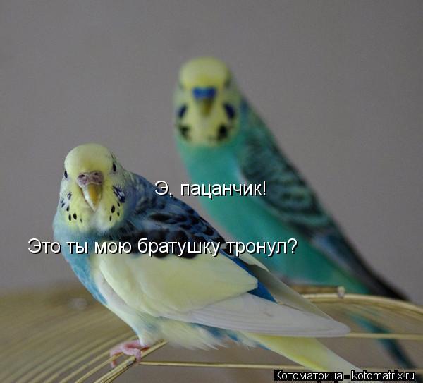 Э, пацанчик! Это ты мою братушку тронул?... Котоматрица: Э, пацанчик! Это ты мою братушку тронул?