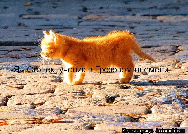 Котоматрица: -Я - Огонек, ученик в Грозовом племени!