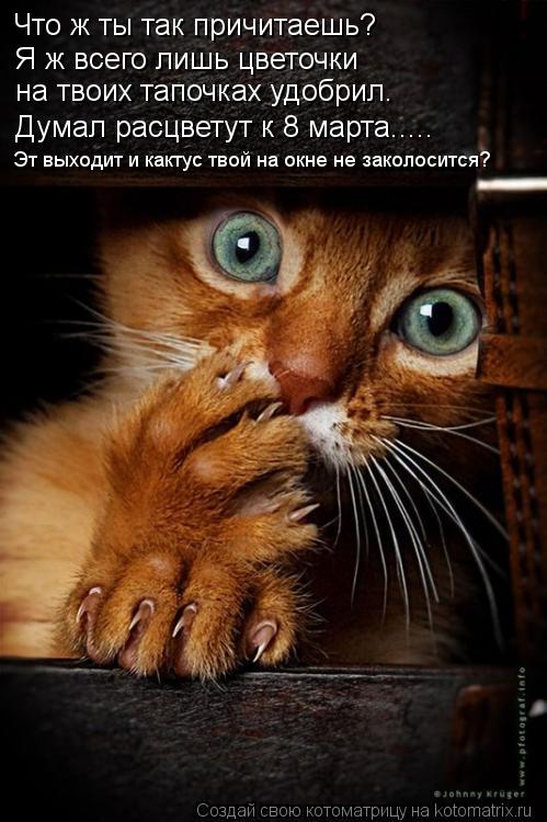 Что ж ты так причитаешь? Я ж всего лишь цветочки на твоих тапочках удобрил. Думал расцветут к 8 марта... Котоматрица: Что ж ты так причитаешь? Я ж всего лишь цветочки на твоих тапочках удобрил. Думал расцветут к 8 марта..... Эт выходит и кактус твой на окне не за