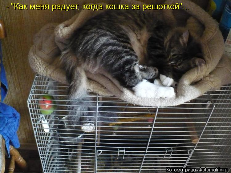 - "Как меня радует, когда кошка за решоткой"...... Котоматрица: - "Как меня радует, когда кошка за решоткой"...